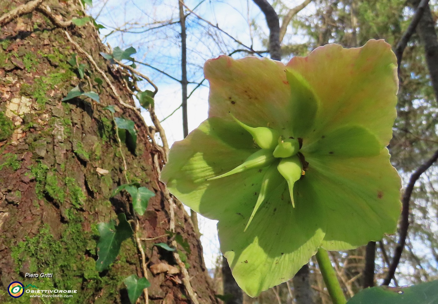 14 Sul sent. 506C per Ca' Boffelli Helleborus niger (Ellebori) in fruttescenza.JPG